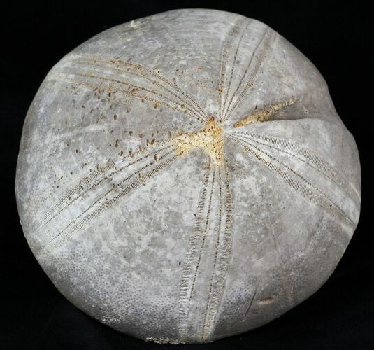 Jurassic Sea Urchin (Clypeus plotti) - England #30708